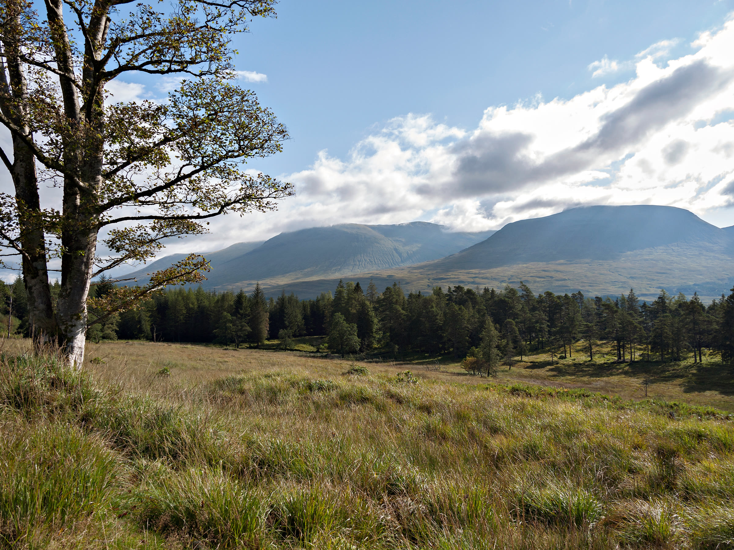 Beinn Achaladair and Beinn an Dothaidh beyond pinewood, from the West Highland Way north of Forest Lodge.