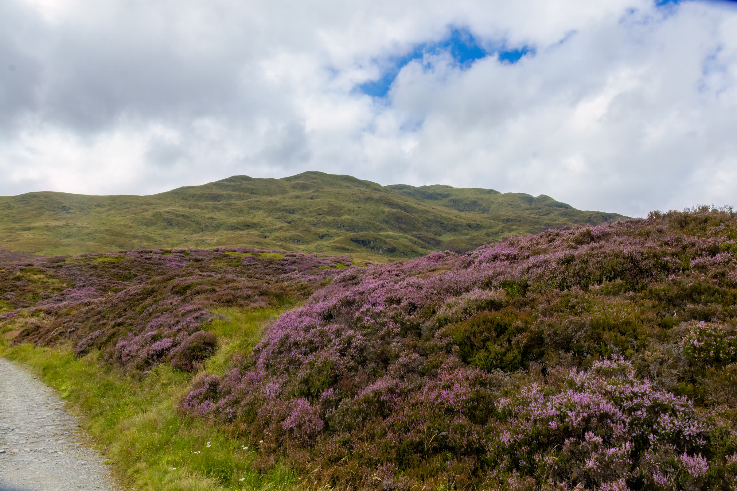 The path up Meall nan Tarmachan beside heather in flower.