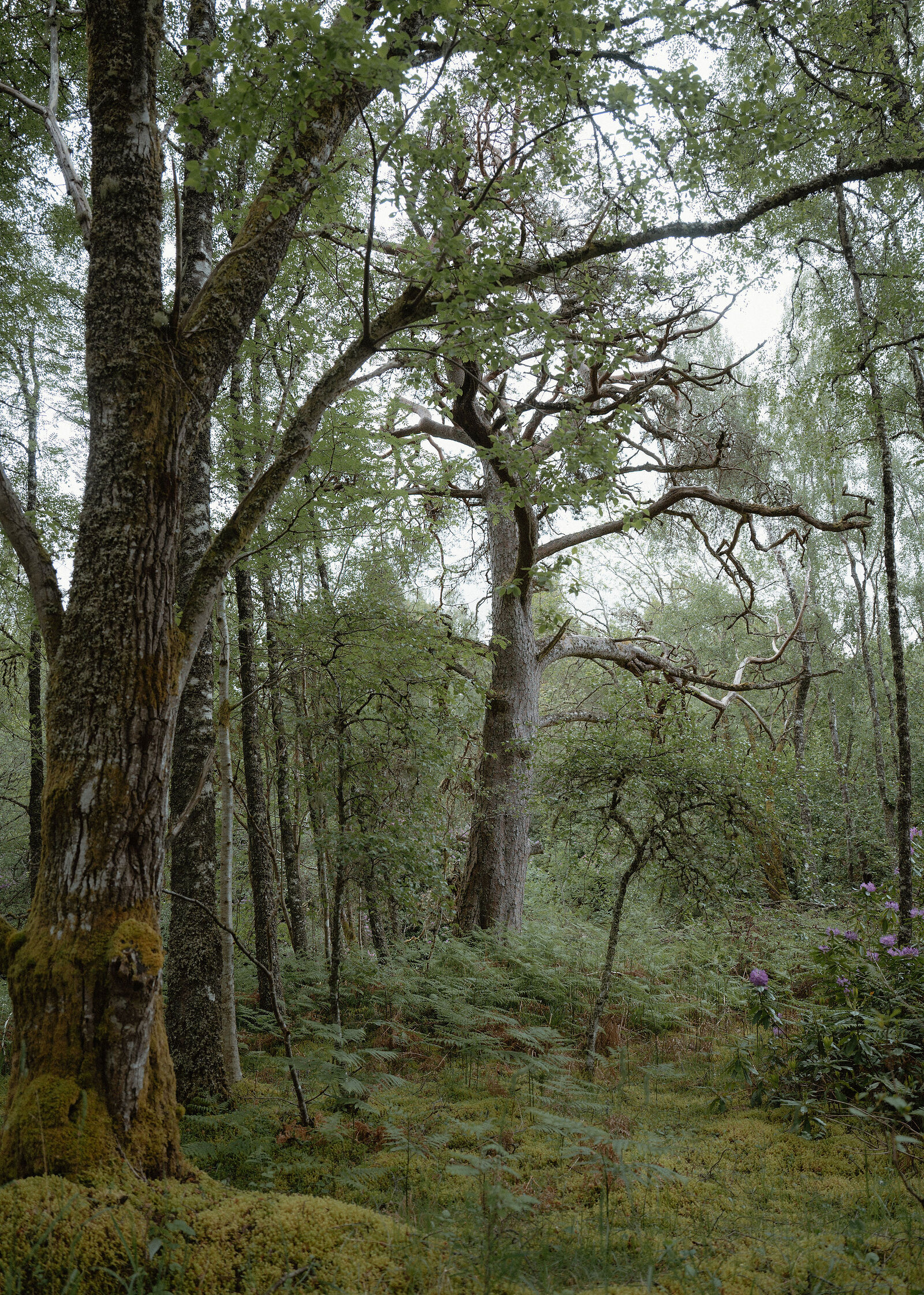 A gnarled old pine with twisted branches stands behind a mossy trunk, bracken on the floor and purple rhododendron flowers at the bottom.