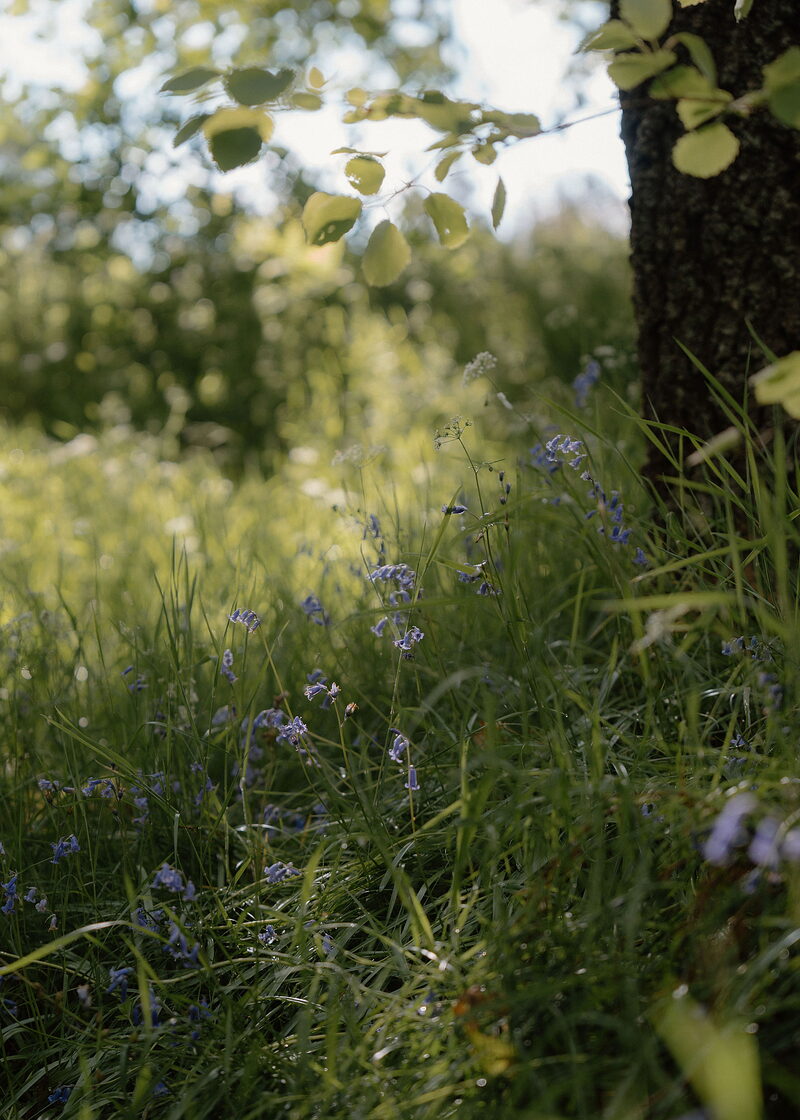 Carie Forest Walks