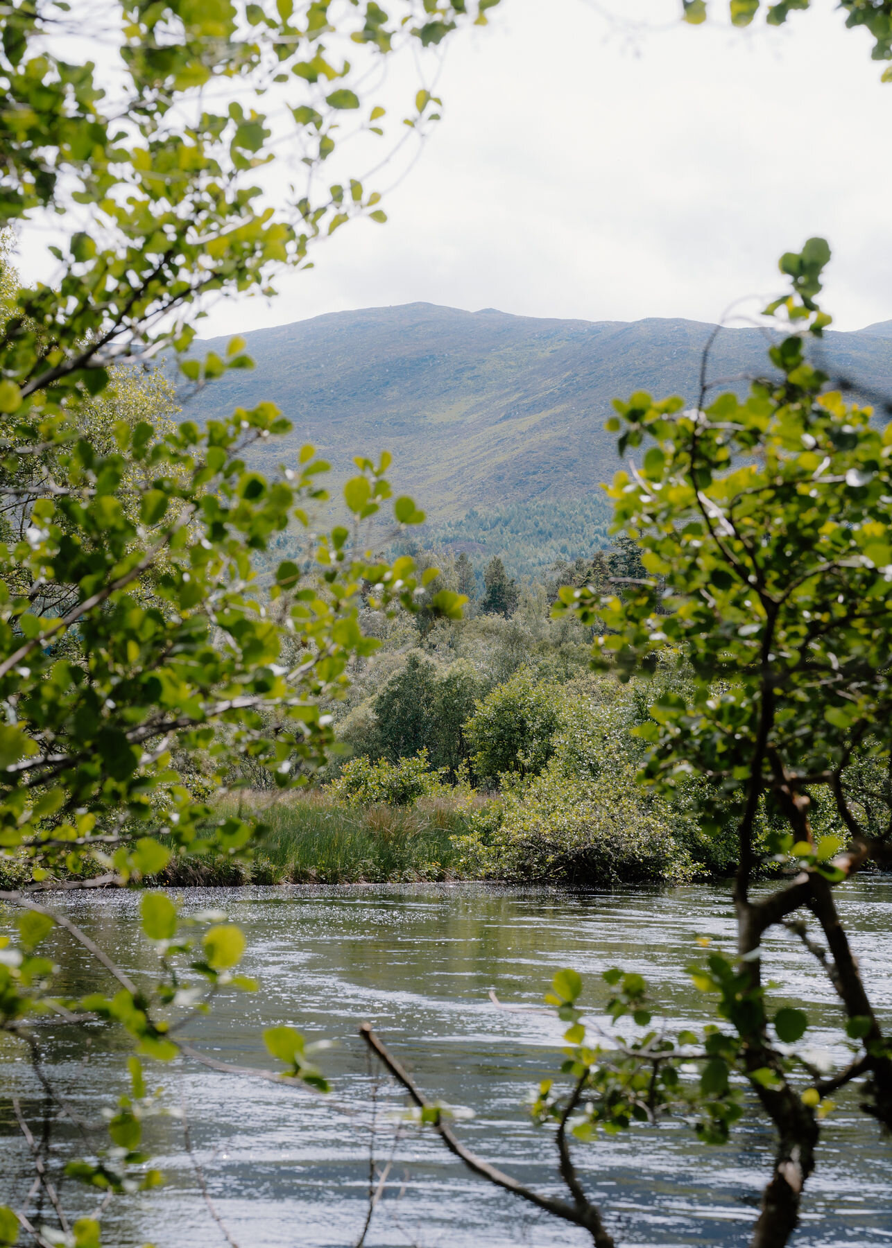 Rippled river water below a heather hillside, framed by leafy alder branches, with more water and the full hilltop in view.