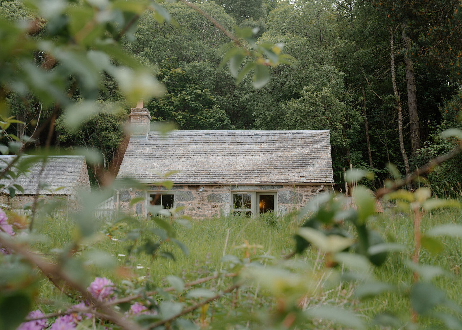 Pink rhododendron flowers and blurred leaves fill the foreground of a wide view across long grass to a small stone bothy before woodland.