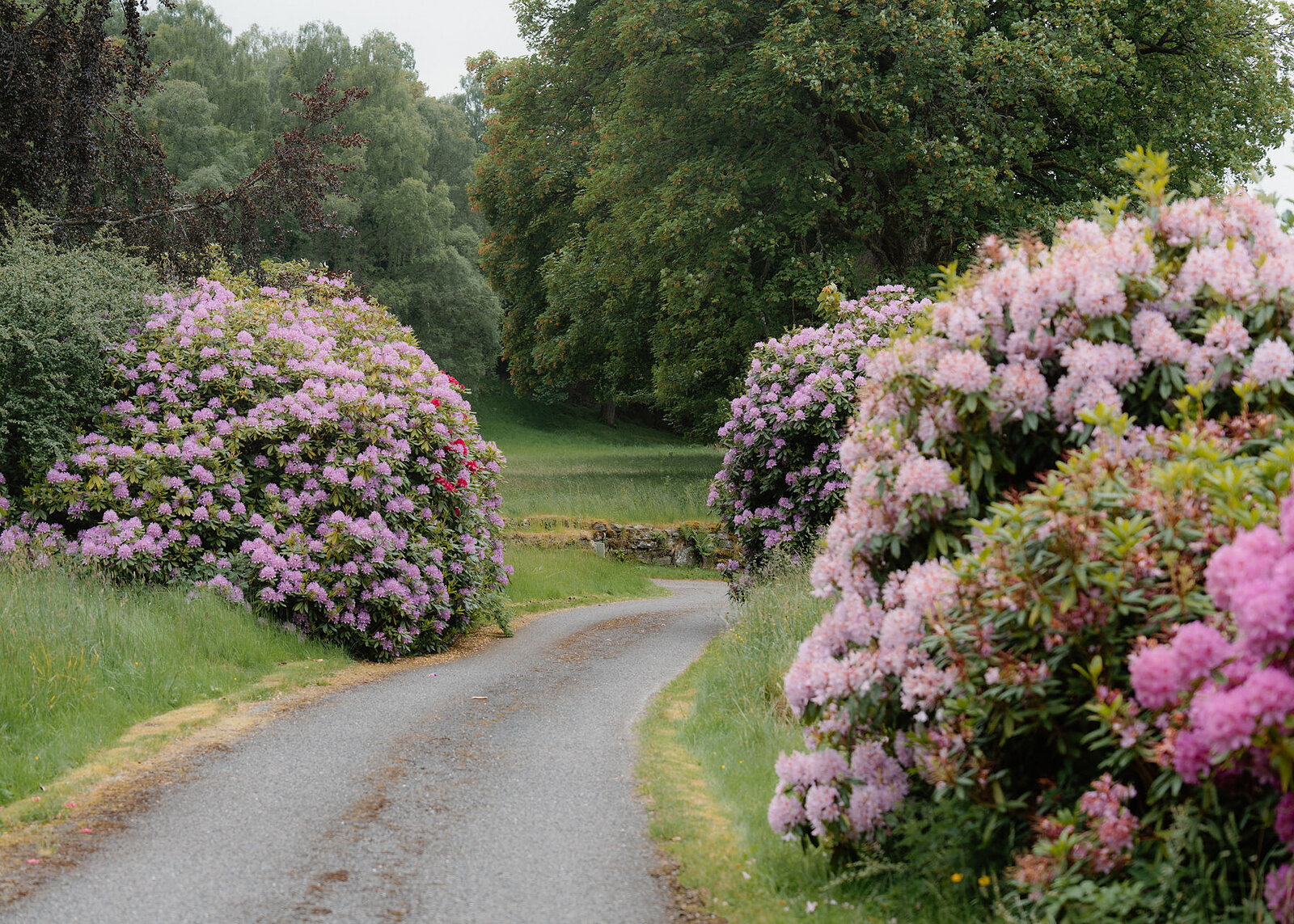 A landscape view of the drive curving between large mauve and pale pink rhododendrons towards a low stone wall and trees.