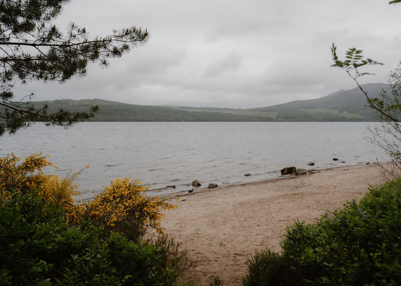 A sandy beach on the loch is framed by a pine branch and flowering broom, with grey water and wooded hills under low cloud beyond.