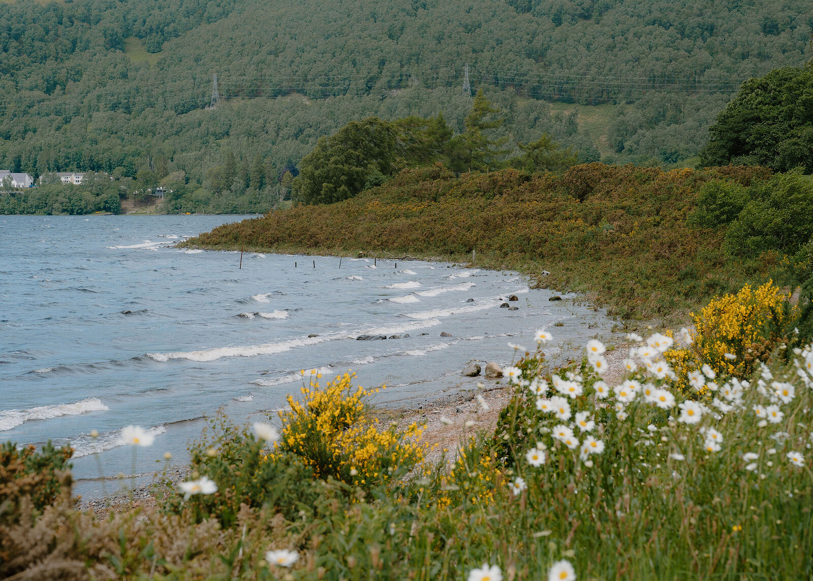 A landscape view of daisies and broom above the stony bay, with waves rolling in and white houses among trees on the far shore.