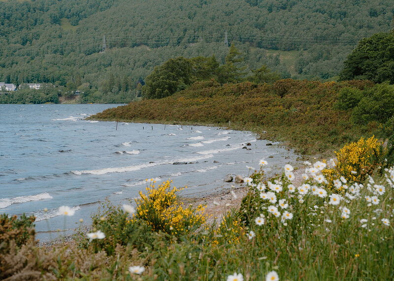 A landscape view of daisies and broom above the stony bay, with waves rolling in and white houses among trees on the far shore.