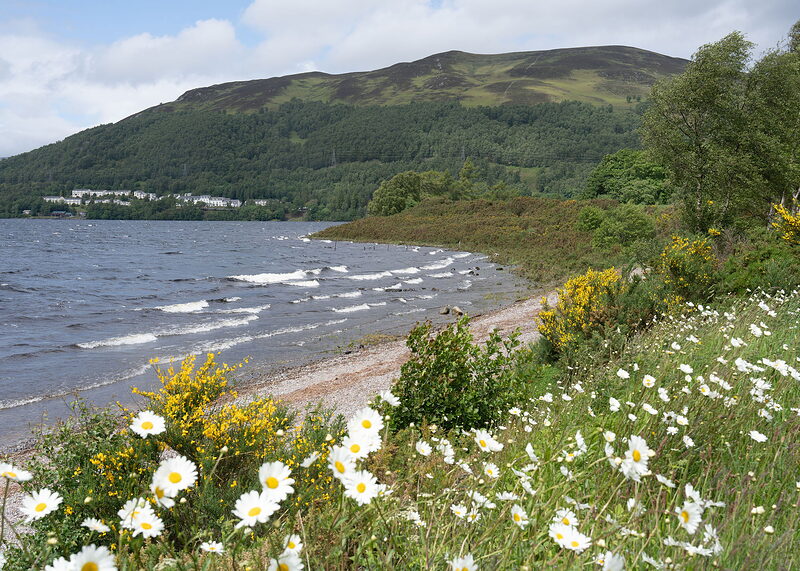 A landscape view of ox-eye daisies and broom above a shingle beach, with waves, a row of white houses and a heather hill beyond.