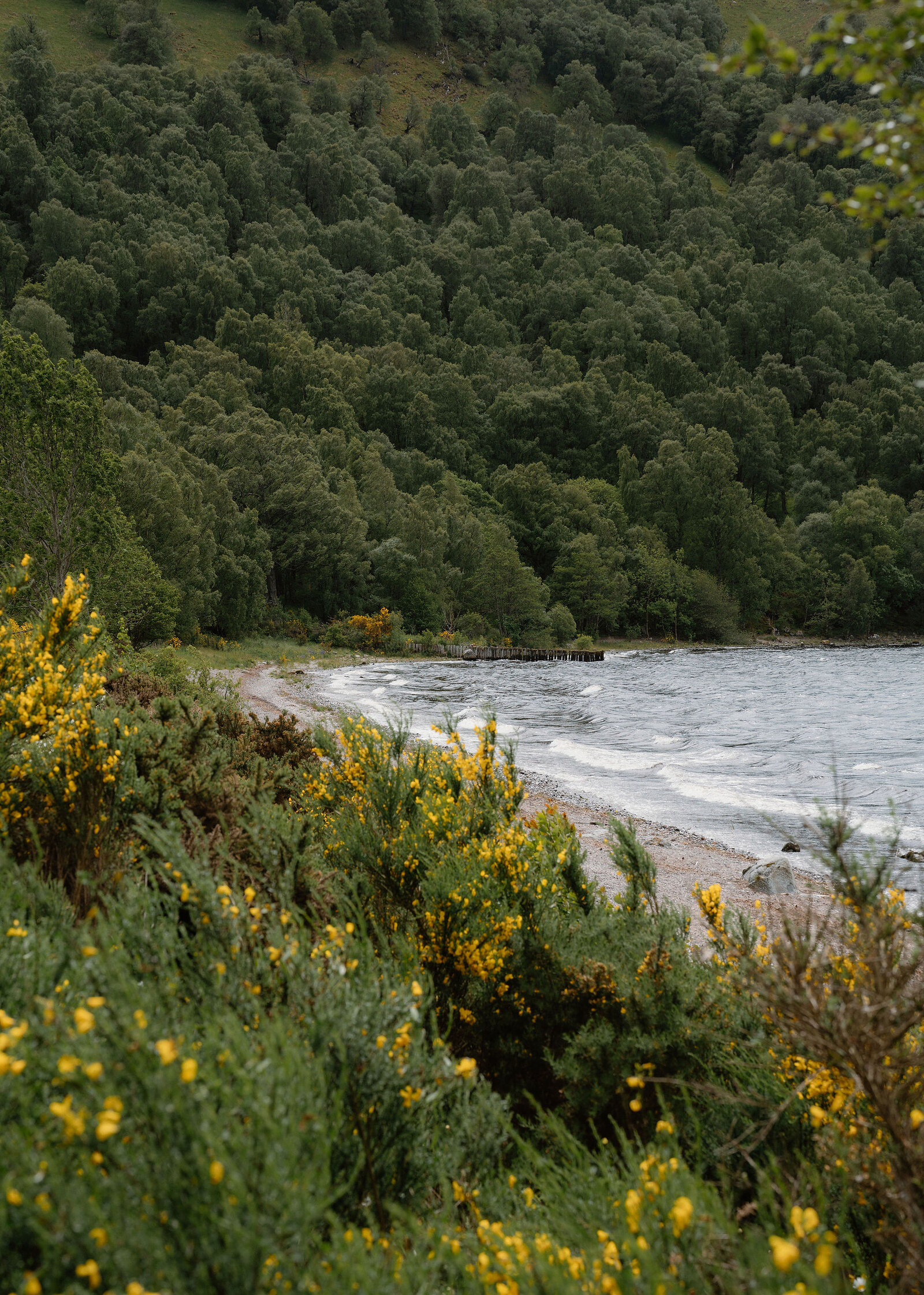 Flowering broom tumbles down a bank to a shingle beach where waves break below a steep slope of dense woodland and an old wooden jetty.