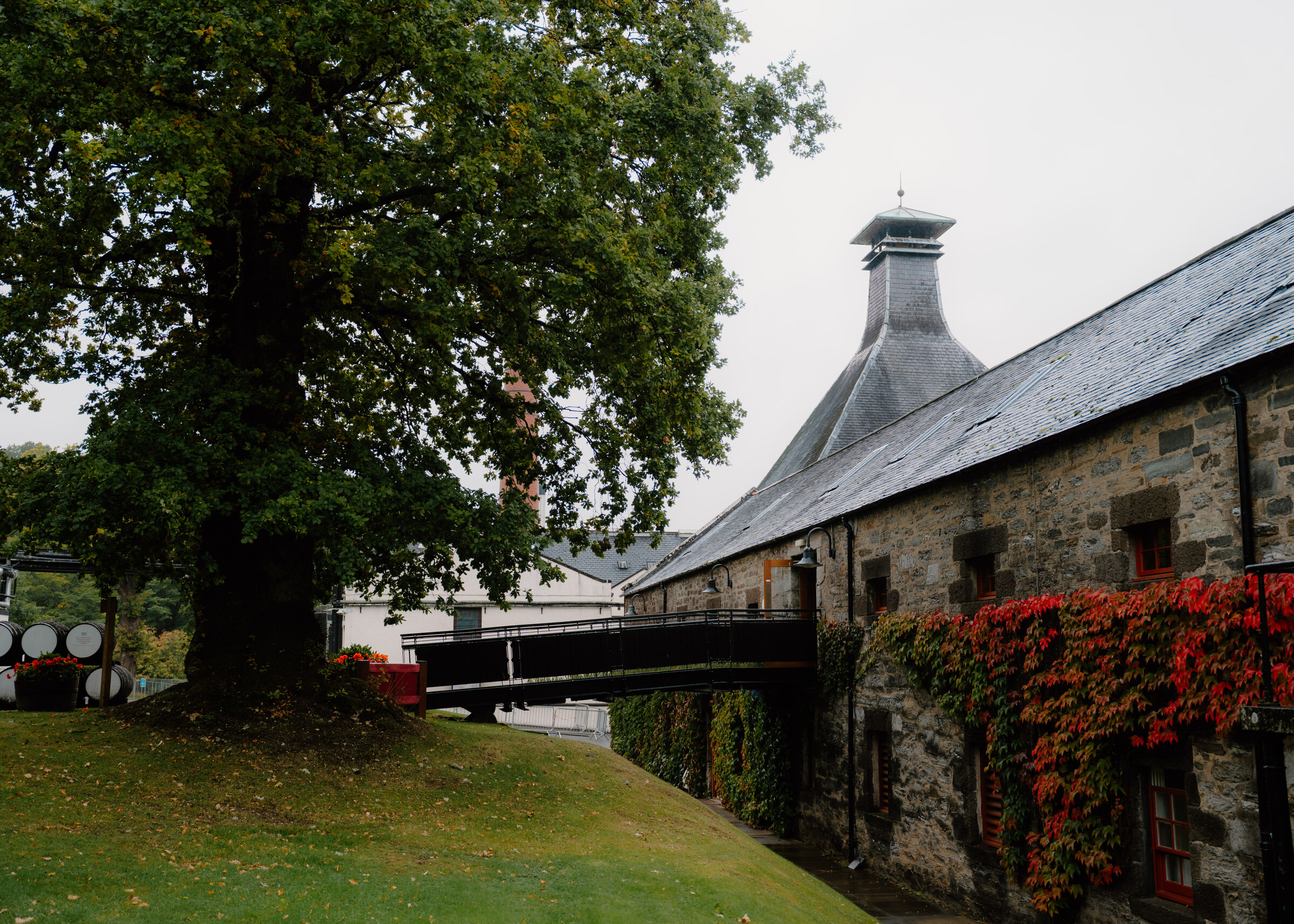 The distillery's pagoda-roofed kiln and long stone range with red creeper on its walls, a covered bridge crossing to the lawn under an oak.