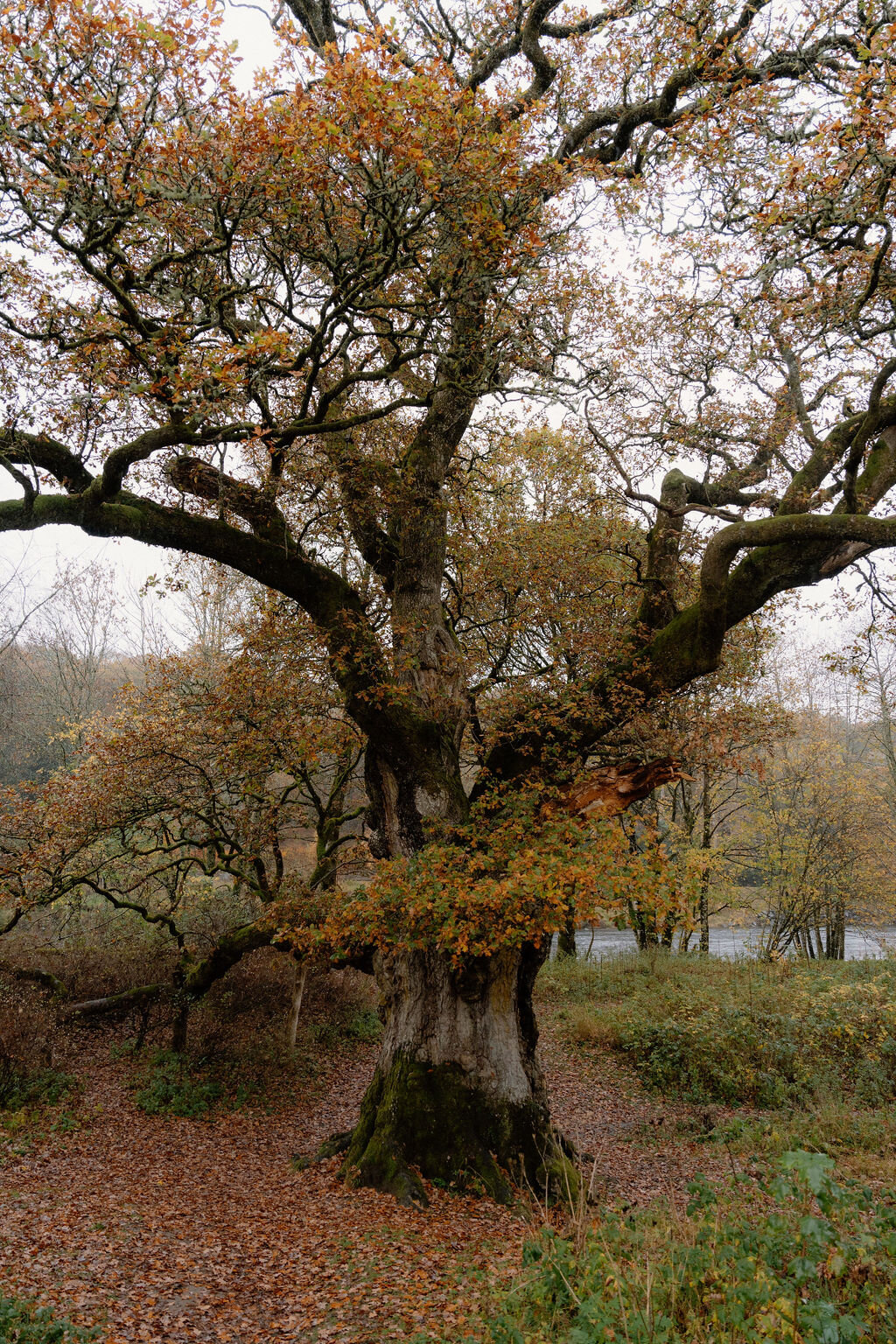 A gnarled old oak tree with autumn leaves, fallen leaves scattered around its trunk.