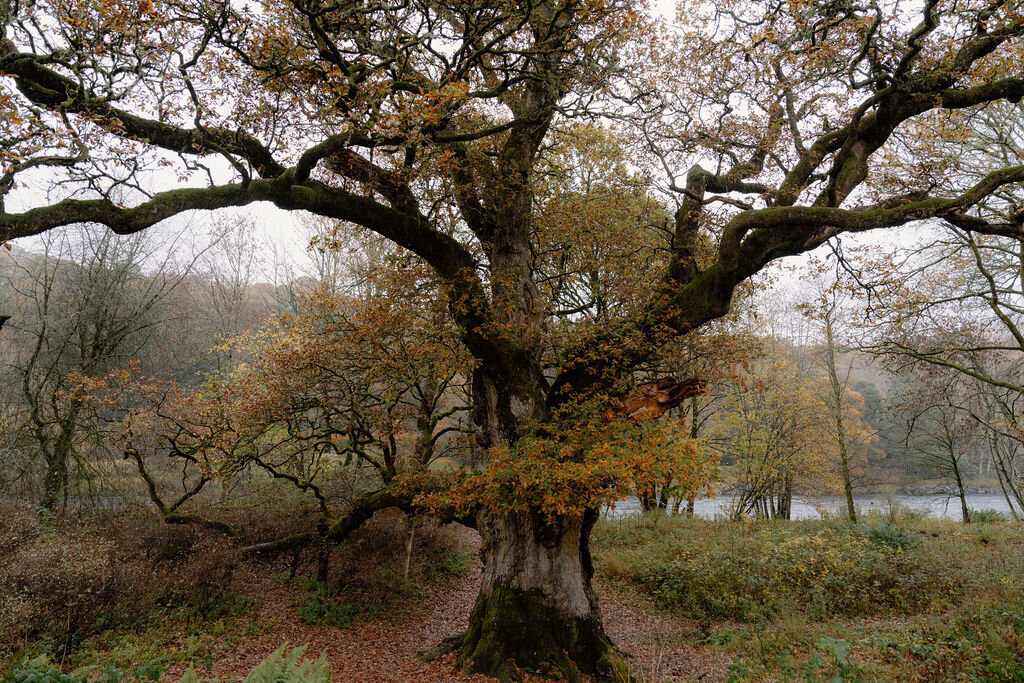 A gnarled old oak tree with autumn leaves, a loch visible through the bare branches beyond