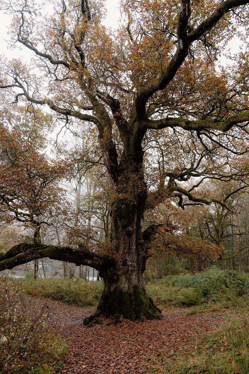 A gnarled old oak tree with autumn leaves, a carpet of fallen leaves covering the path beneath.