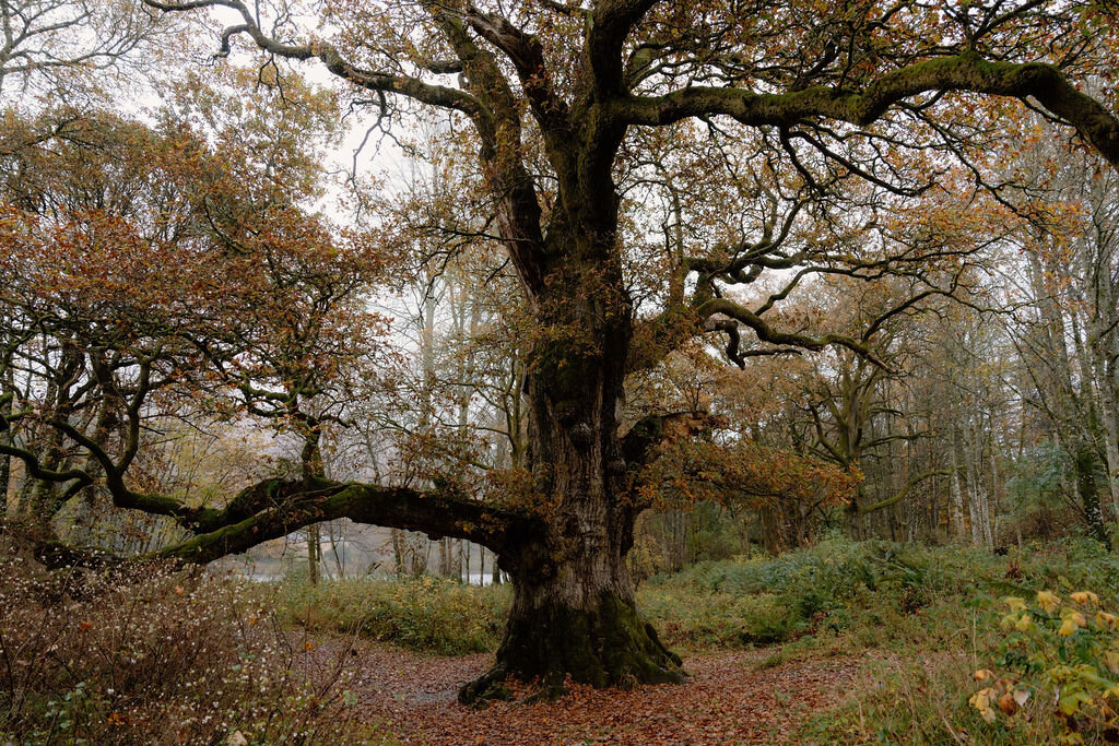 A gnarled old oak tree with autumn leaves, a carpet of fallen leaves covering the path beneath