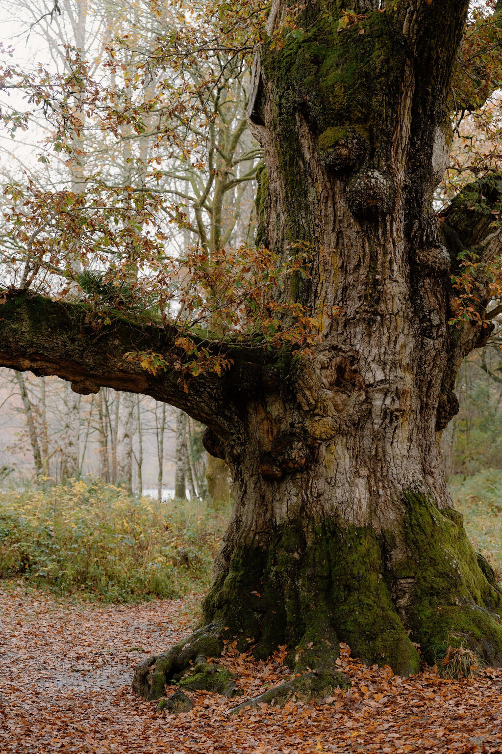 The mossy, knotted trunk of an old oak tree, its branch reaching low over a misty woodland path