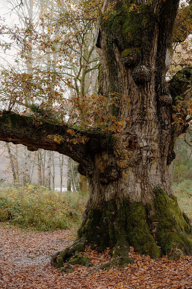 Breakfast at ARAN and the Birnam Oak