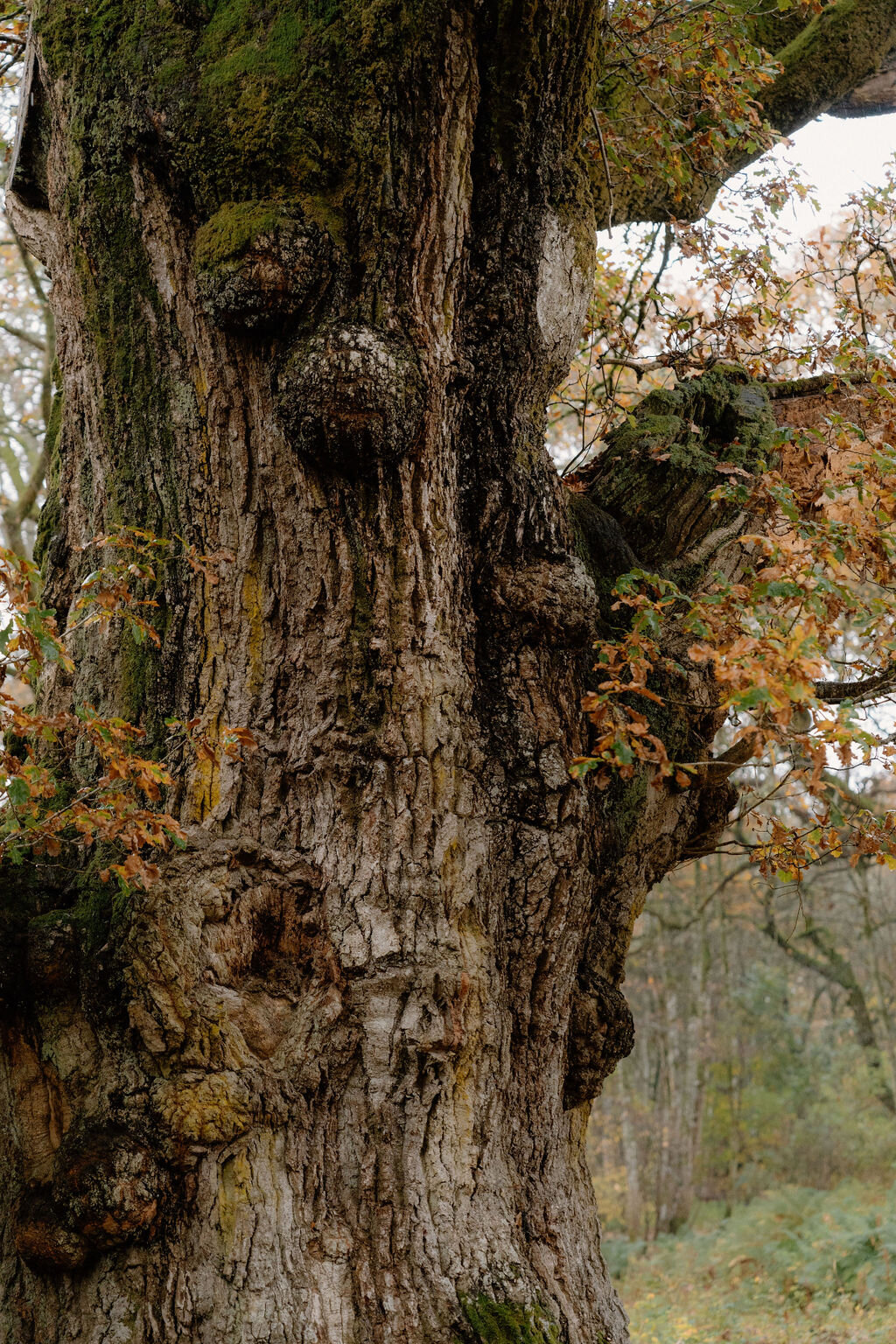 The mossy, knotted bark of an old oak tree trunk, autumn leaves clinging to its branches