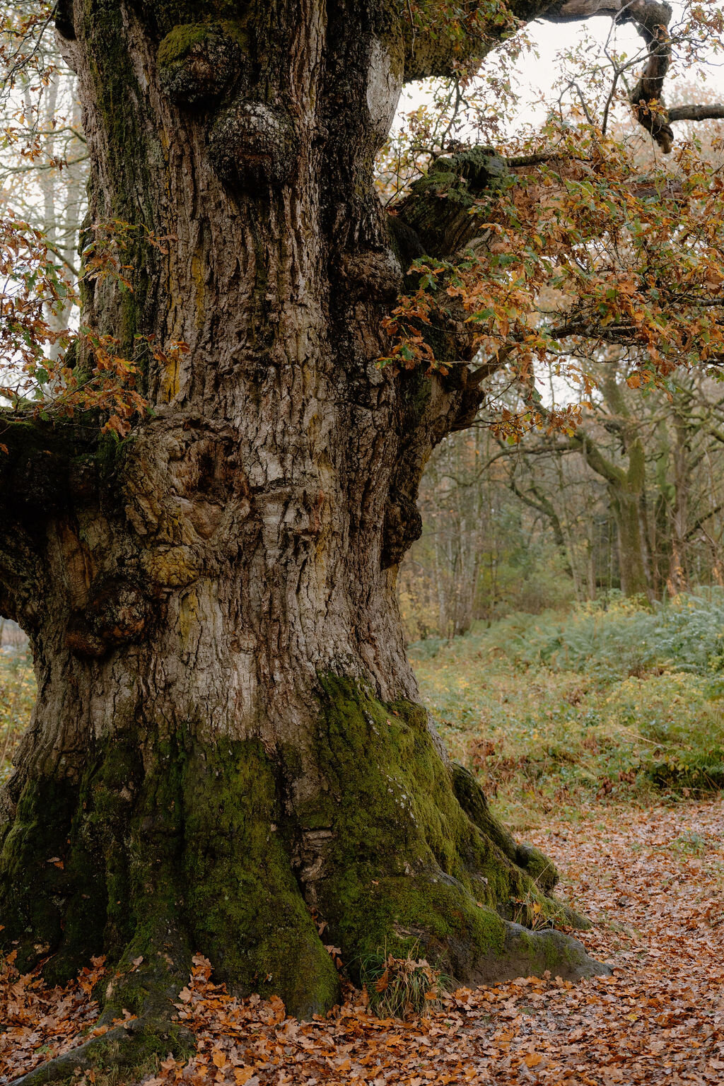 The mossy, knotted trunk of an old oak tree, autumn leaves clinging to its branches