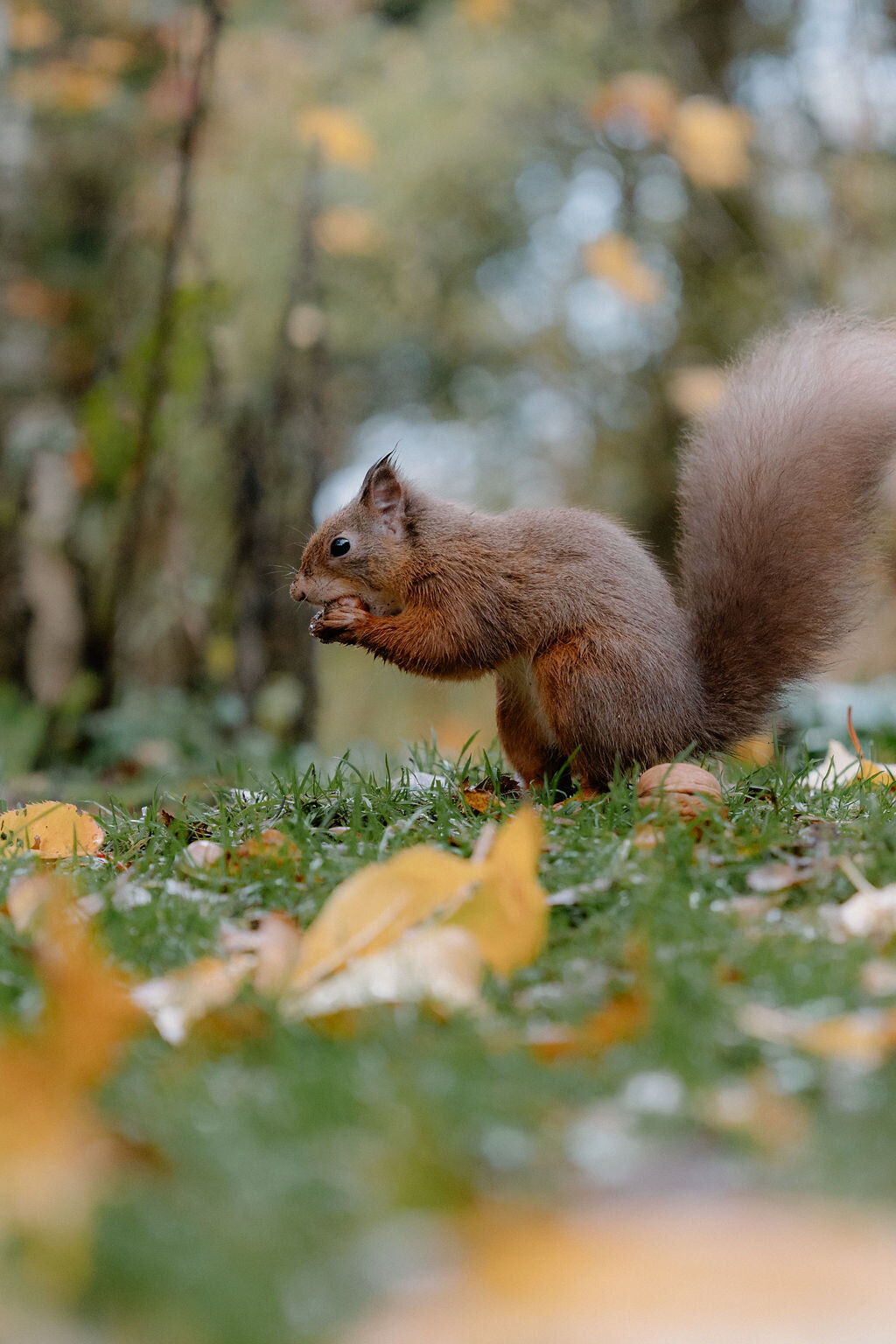 A red squirrel eating a nut among fallen autumn leaves