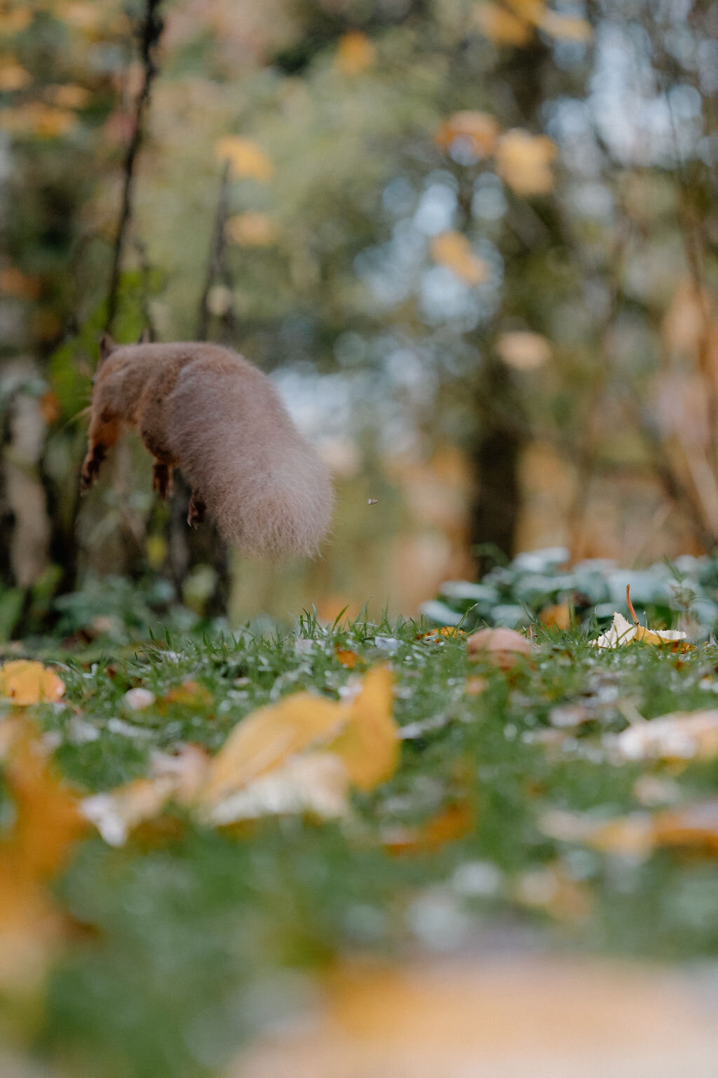 A red squirrel leaping through the air above a bed of autumn leaves