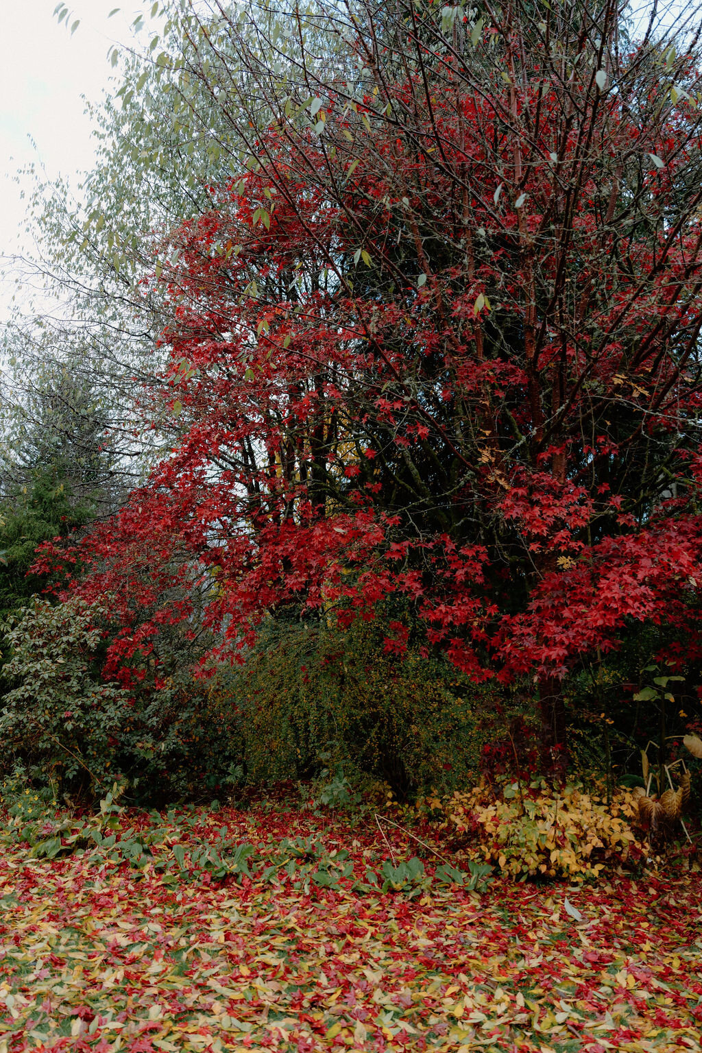 A tree ablaze with red autumn foliage standing among evergreens and fallen leaves
