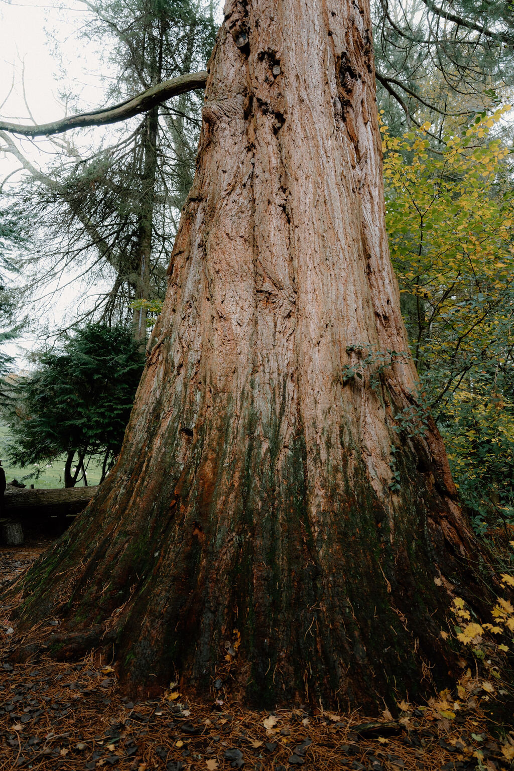 The weathered trunk of a giant sequoia rising among autumn trees, its bark deeply furrowed
