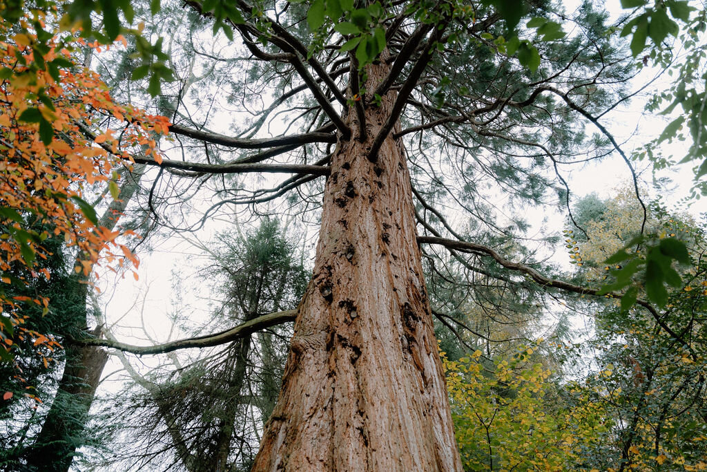 Branches of a giant redwood spread against the sky, autumn colour in the trees around it.