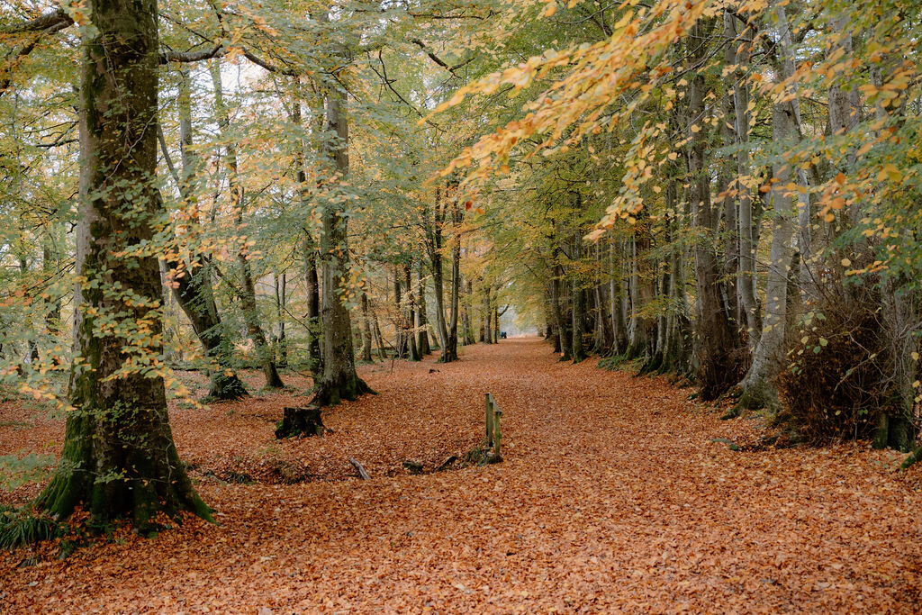 An avenue of autumn trees at Wildwoodz, fallen leaves carpeting the path between mossy trunks.