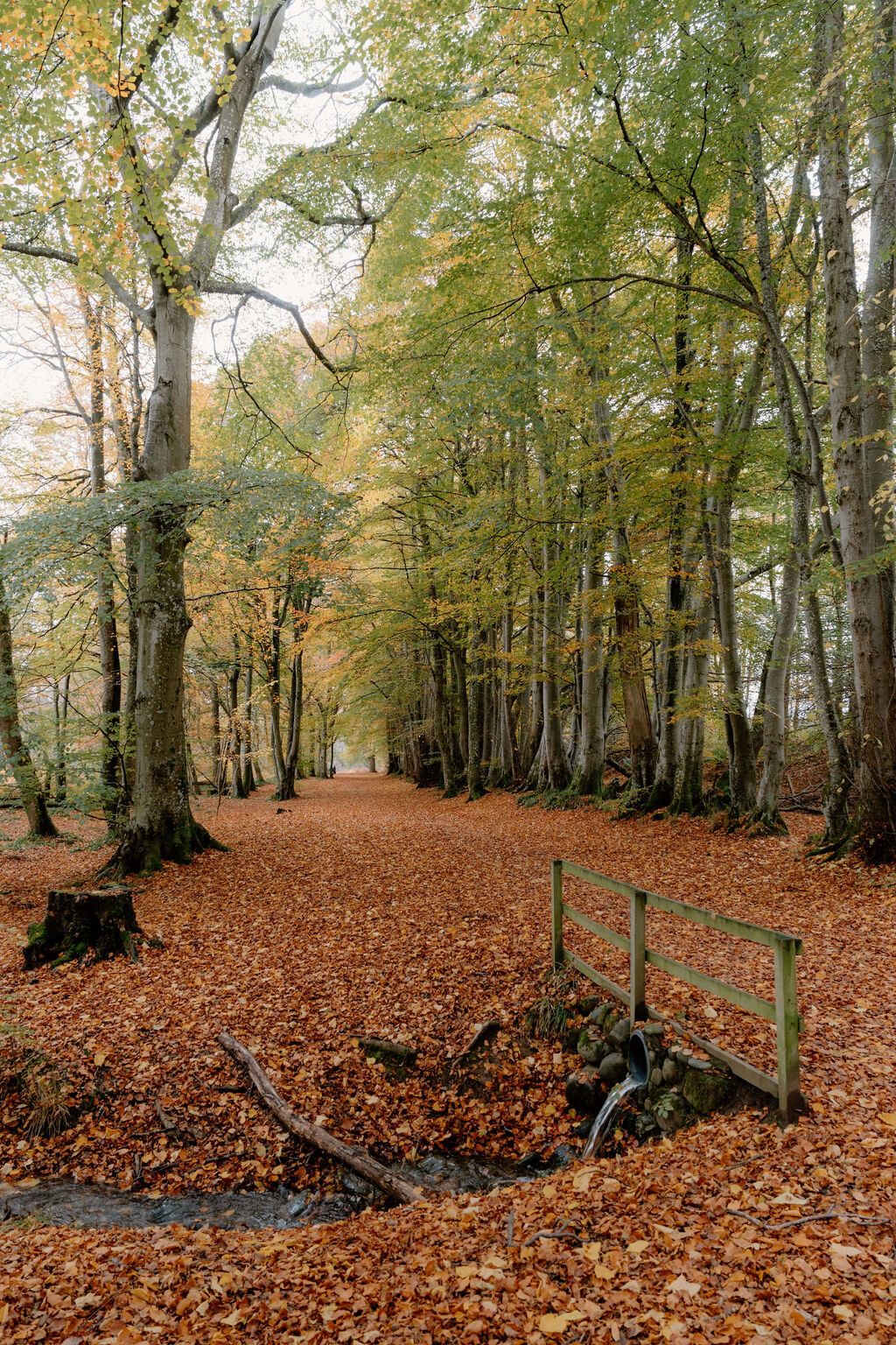 A small wooden footbridge crossing a burn beneath an avenue of autumn trees at Wildwoodz.