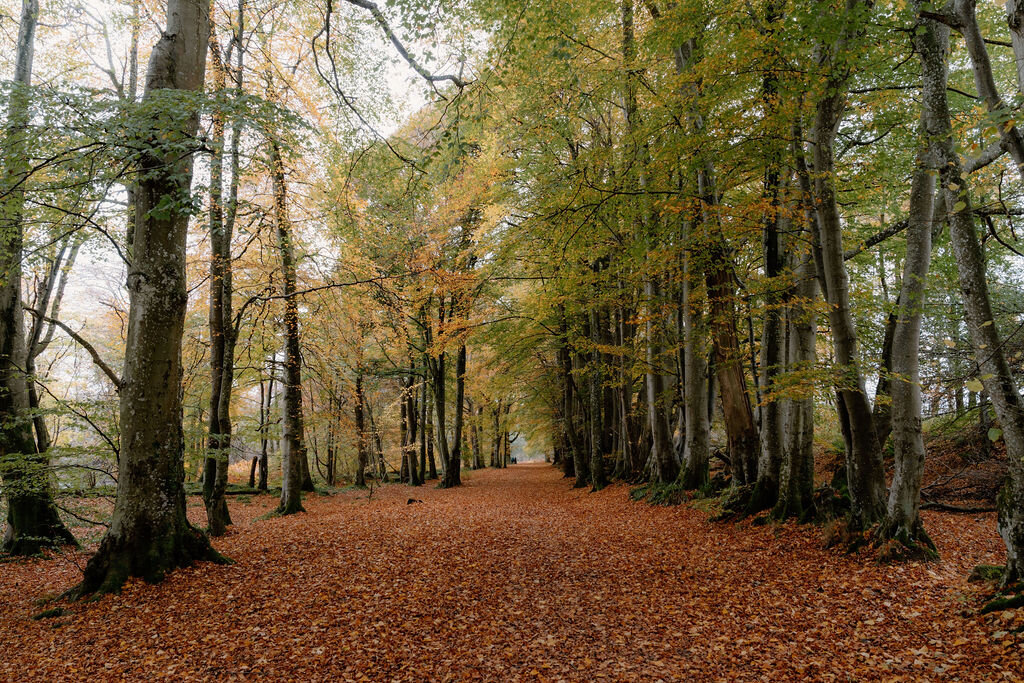An avenue of autumn beech trees at Wildwoodz, leaves carpeting the path in gold and rust.