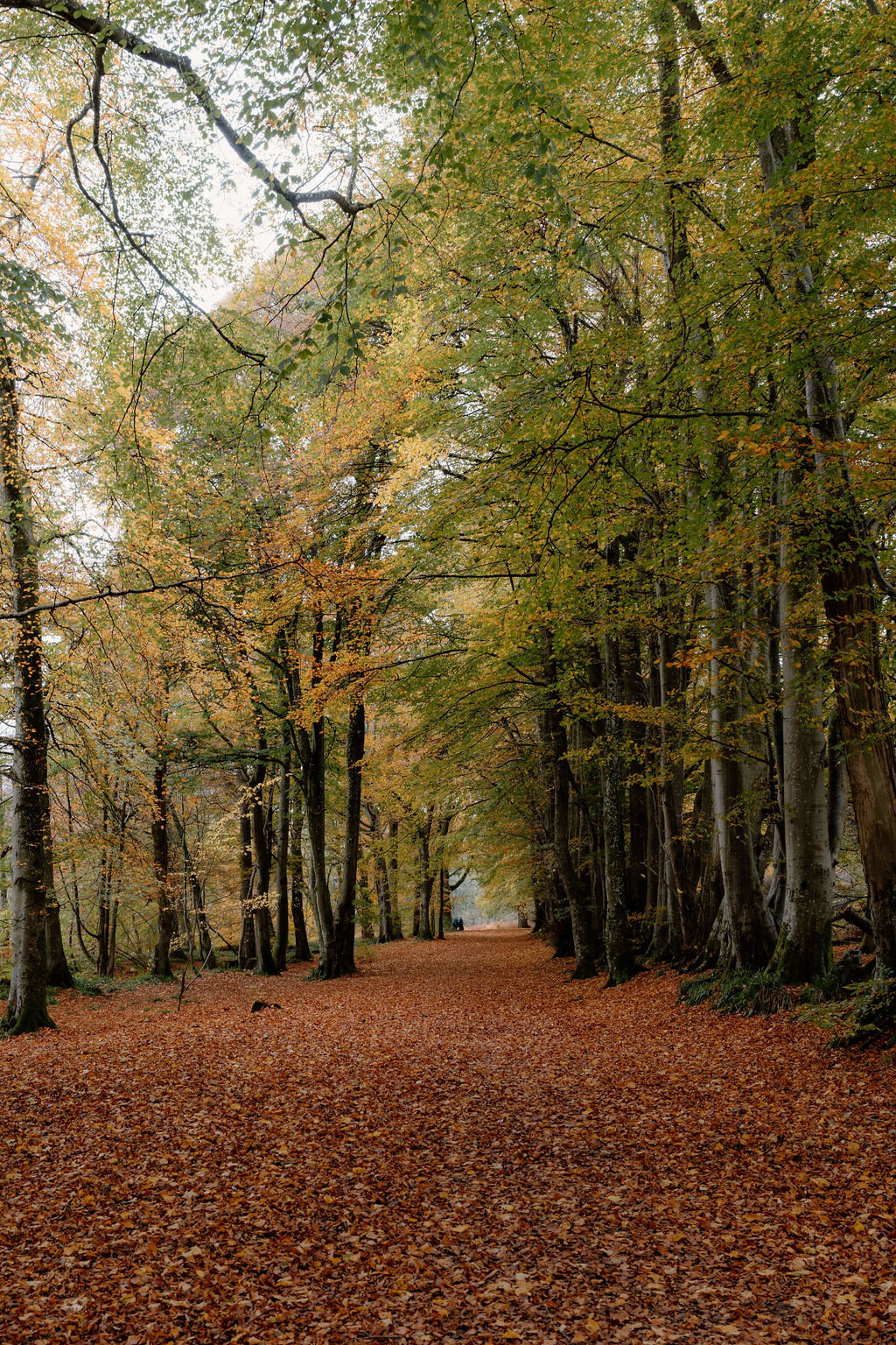 A distant figure walking beneath the golden canopy of an autumn tree avenue at Wildwoodz.