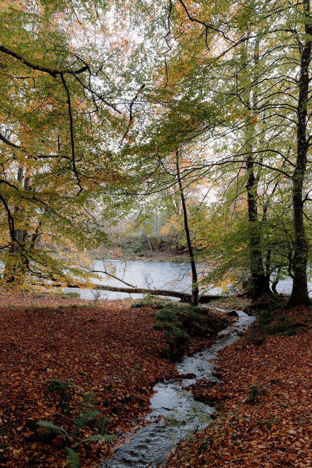 A burn glimpsed through autumn trees at Wildwoodz, fallen leaves banking its edges.
