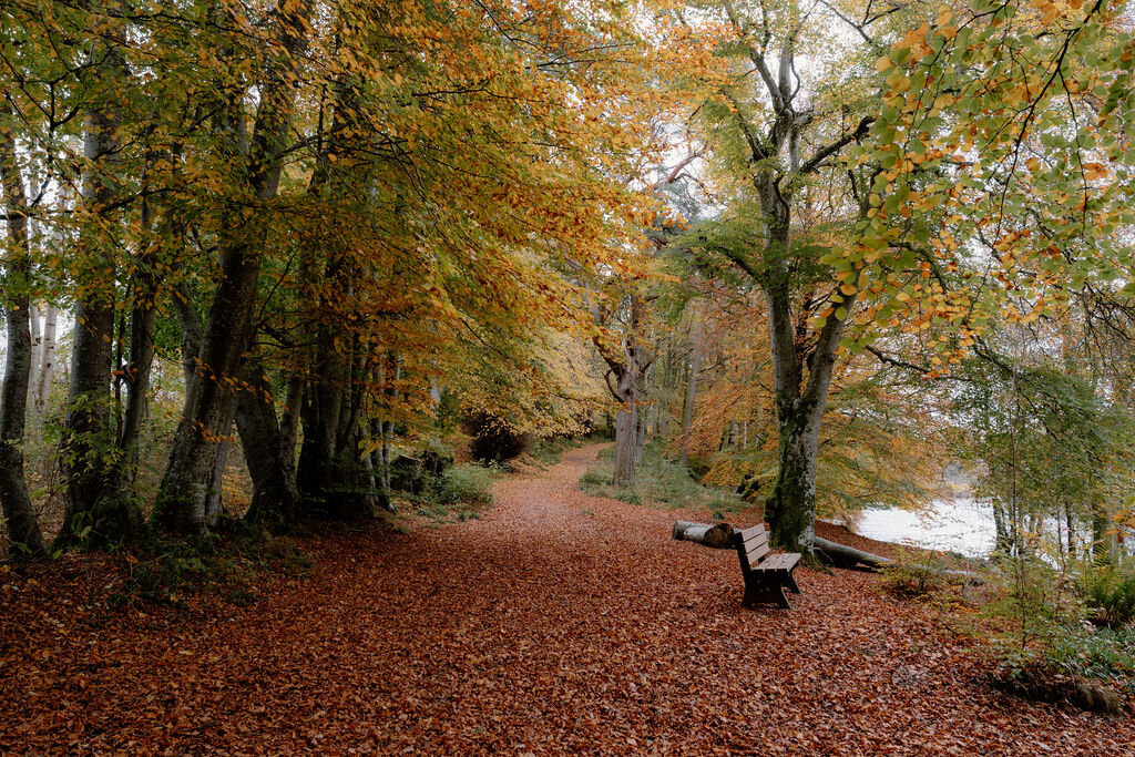 A bench beside the water at the end of a leaf-strewn autumn path at Wildwoodz.