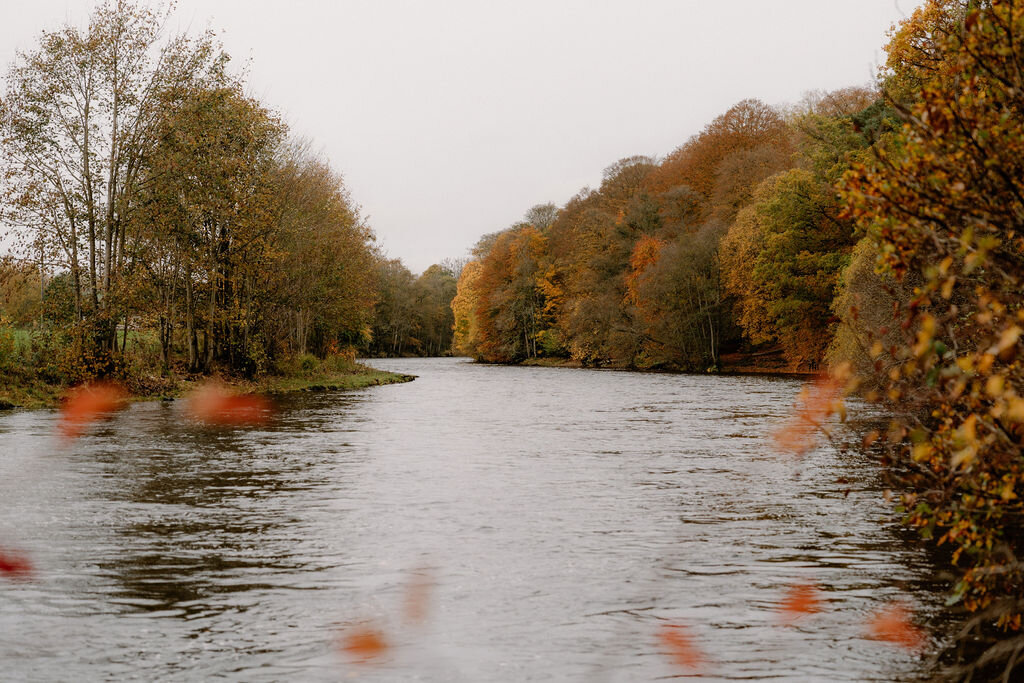 An autumn river flowing between banks of golden trees at Wildwoodz, fallen leaves scattered on the water.