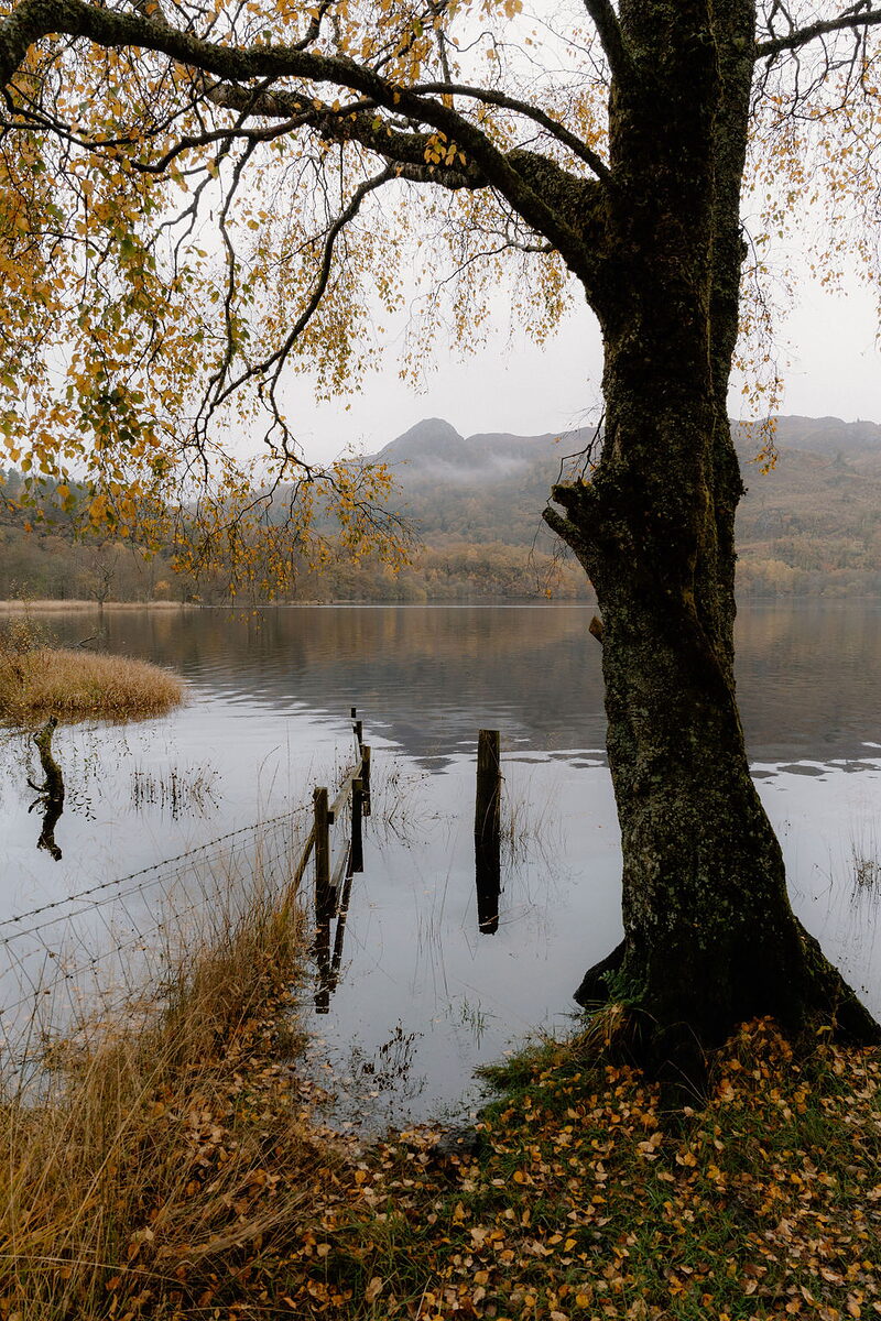 A birch tree with golden leaves leans over a still loch near Wildwoodz, old fence posts rising from the shallow water beside a reed bed.