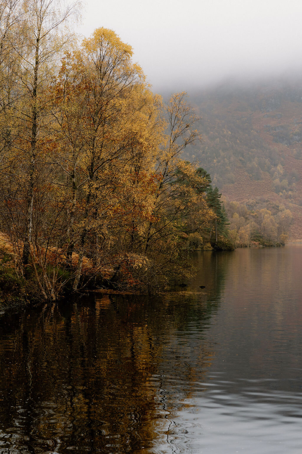 Golden birch trees line the shore of a still loch near Wildwoodz, their reflection mirrored in the calm water beneath misty hills.