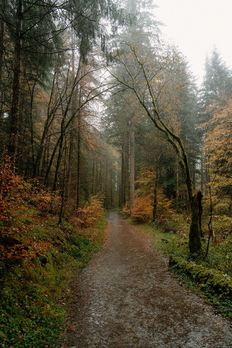 Autumn in Big Tree Country