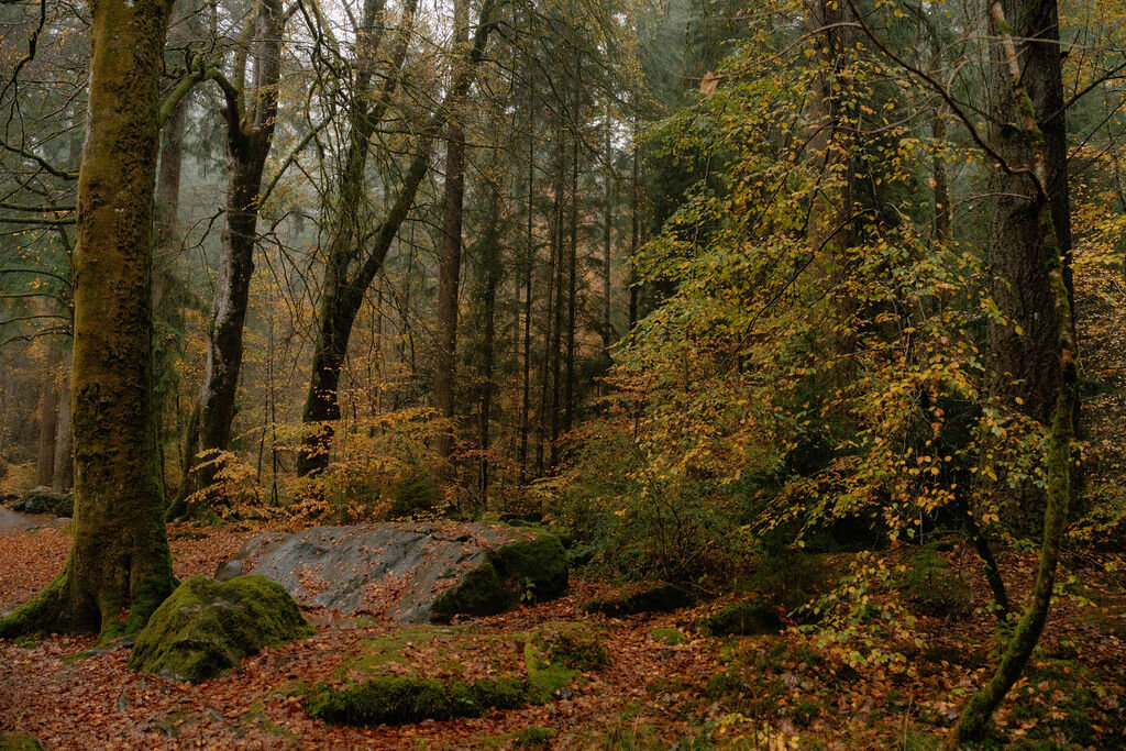 Moss-covered rocks sit among autumn trees and fallen leaves in a woodland.