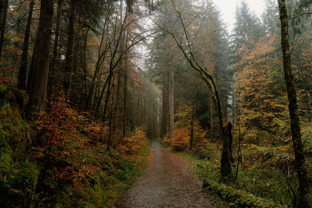 A gravel path winds through misty autumn woodland, fallen leaves scattered along the way.