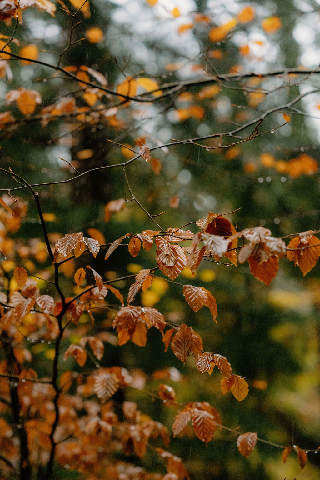 Rain beads on autumn leaves still clinging to bare branches.