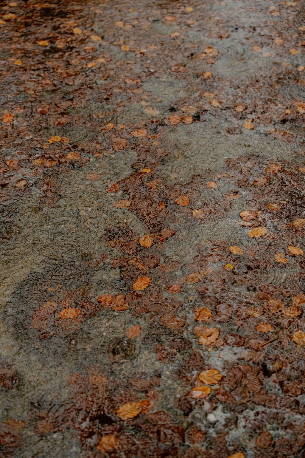 Fallen autumn leaves float on a still, rain-dappled pool.