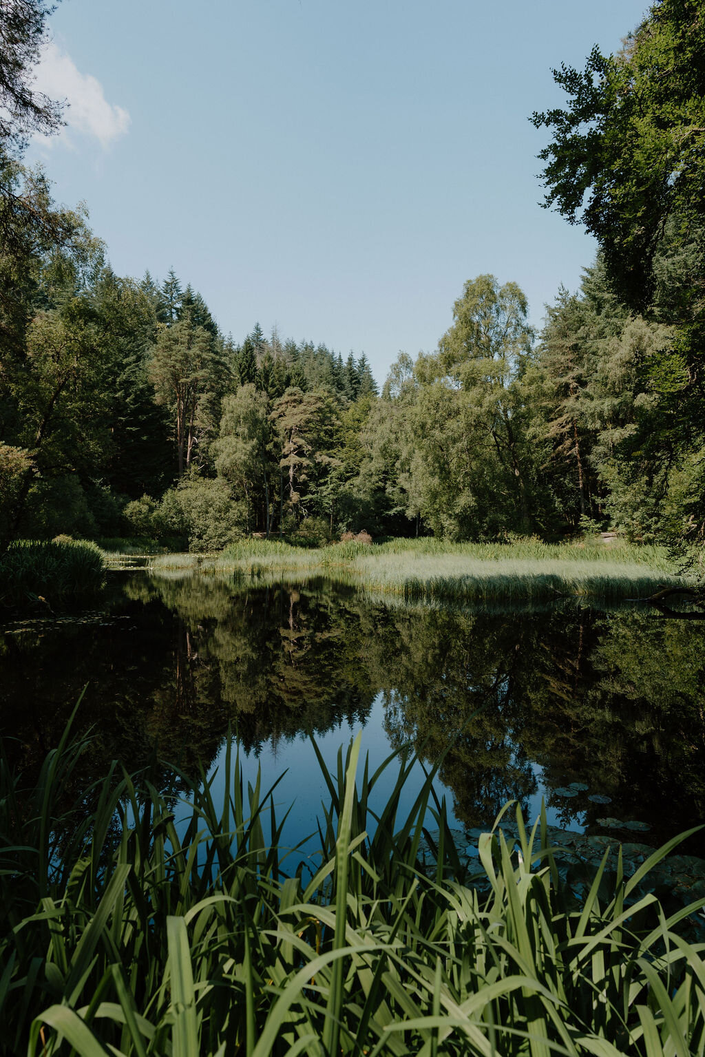 Reeds and trees are mirrored in the still surface of a woodland pond.
