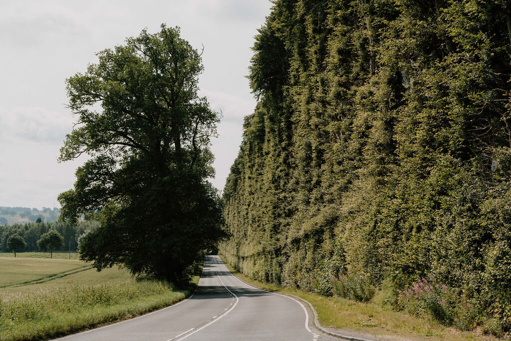 A towering beech hedge lines a curving country road beside open fields.