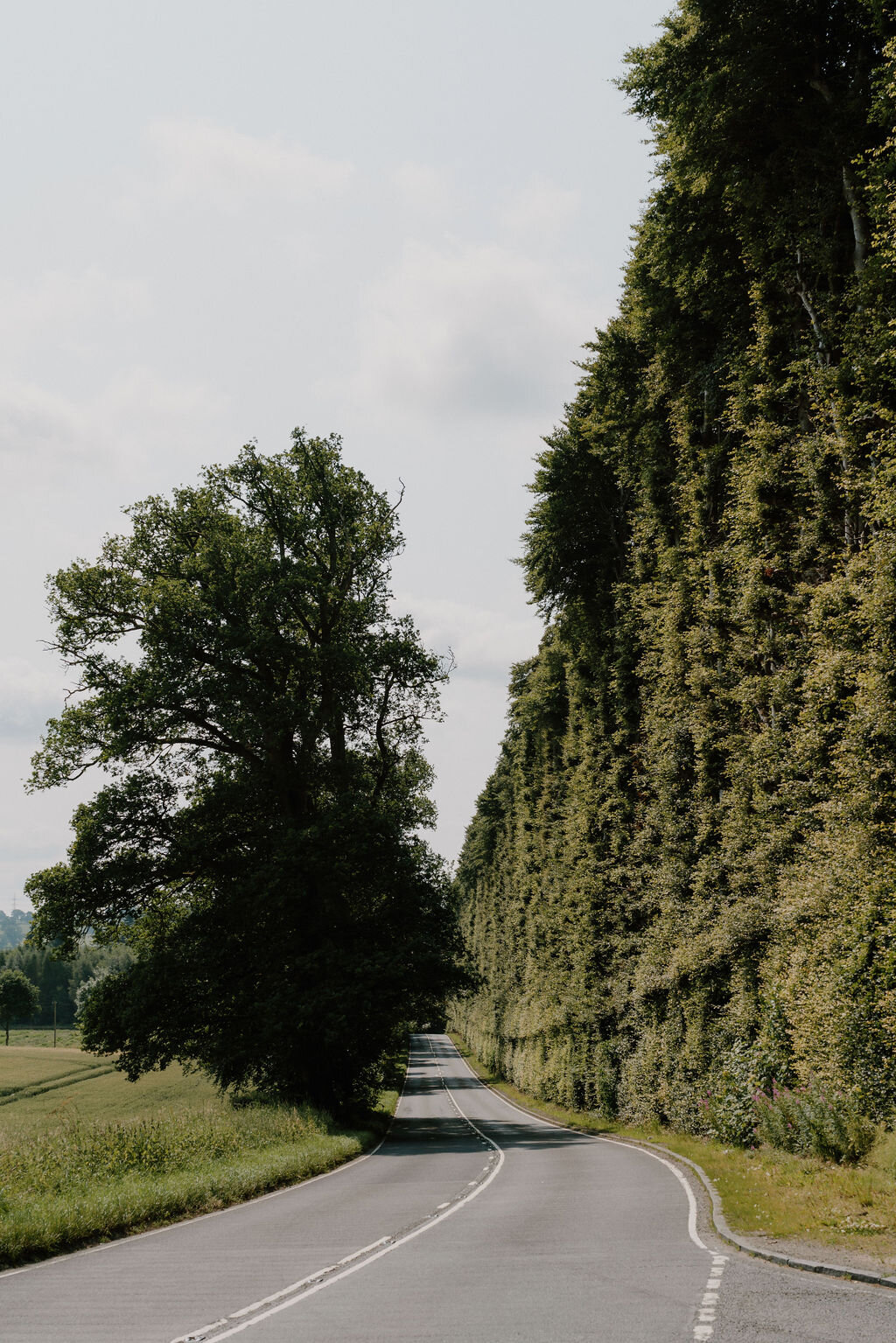 The Meikleour Beech Hedge rises beside a country road, dwarfing a mature tree at its edge.