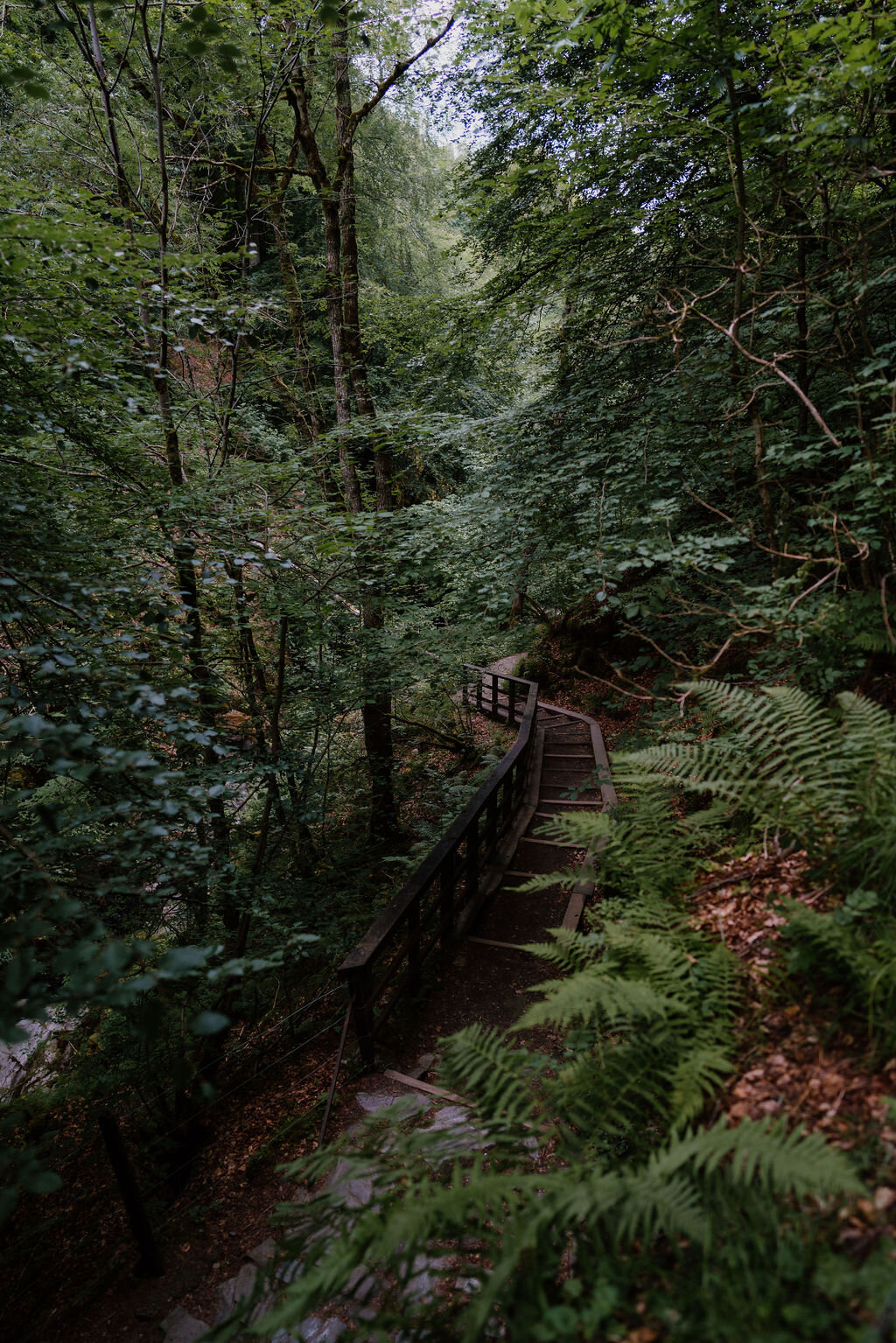 A wooden staircase descends through ferns and dense woodland beside a gorge in Perthshire.