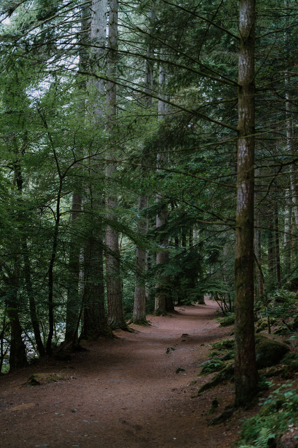 A path curves through tall conifers and ferns in a Perthshire woodland.