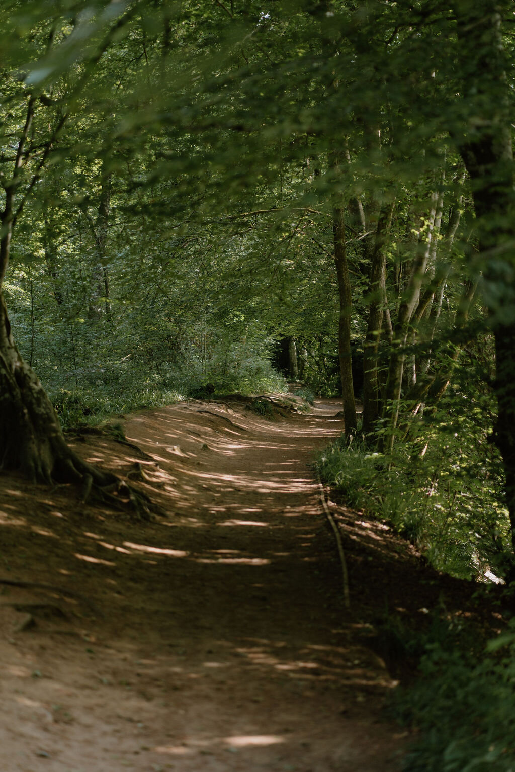 Dappled sunlight falls across a woodland path lined with beech trees in Perthshire.