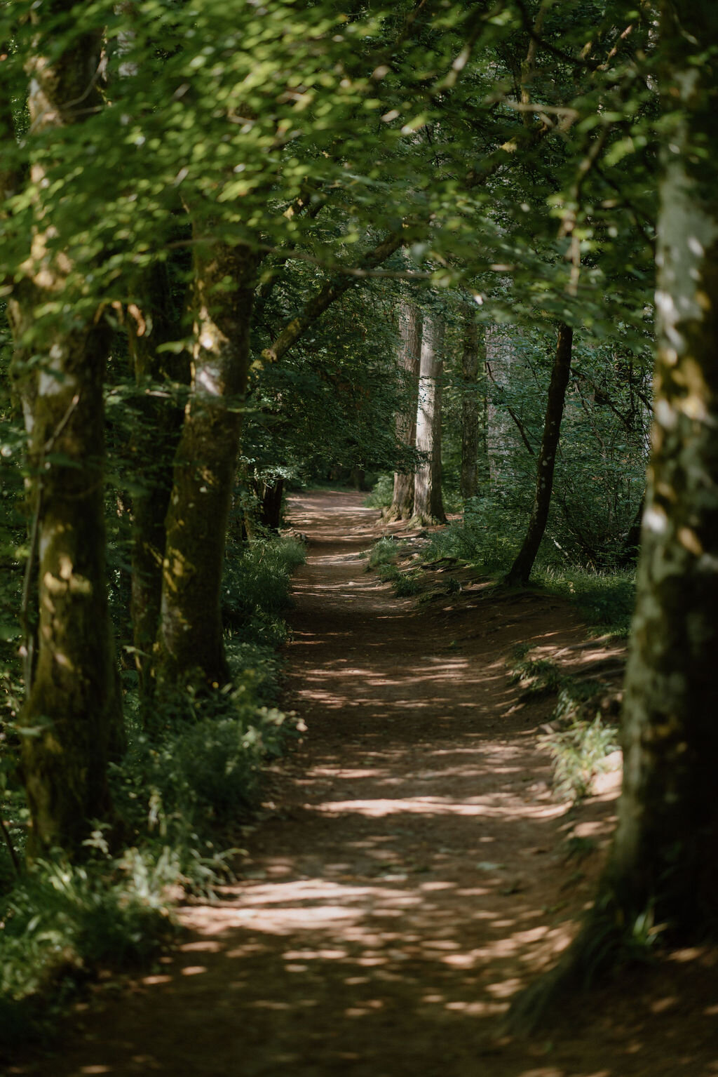A path winds beneath overhanging beech branches in a sunlit Perthshire wood.