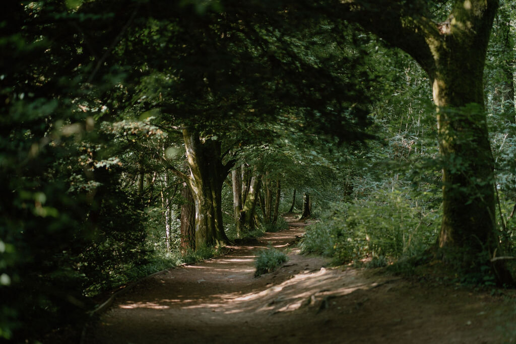 A canopy of beech trees arches over a woodland path in Perthshire.