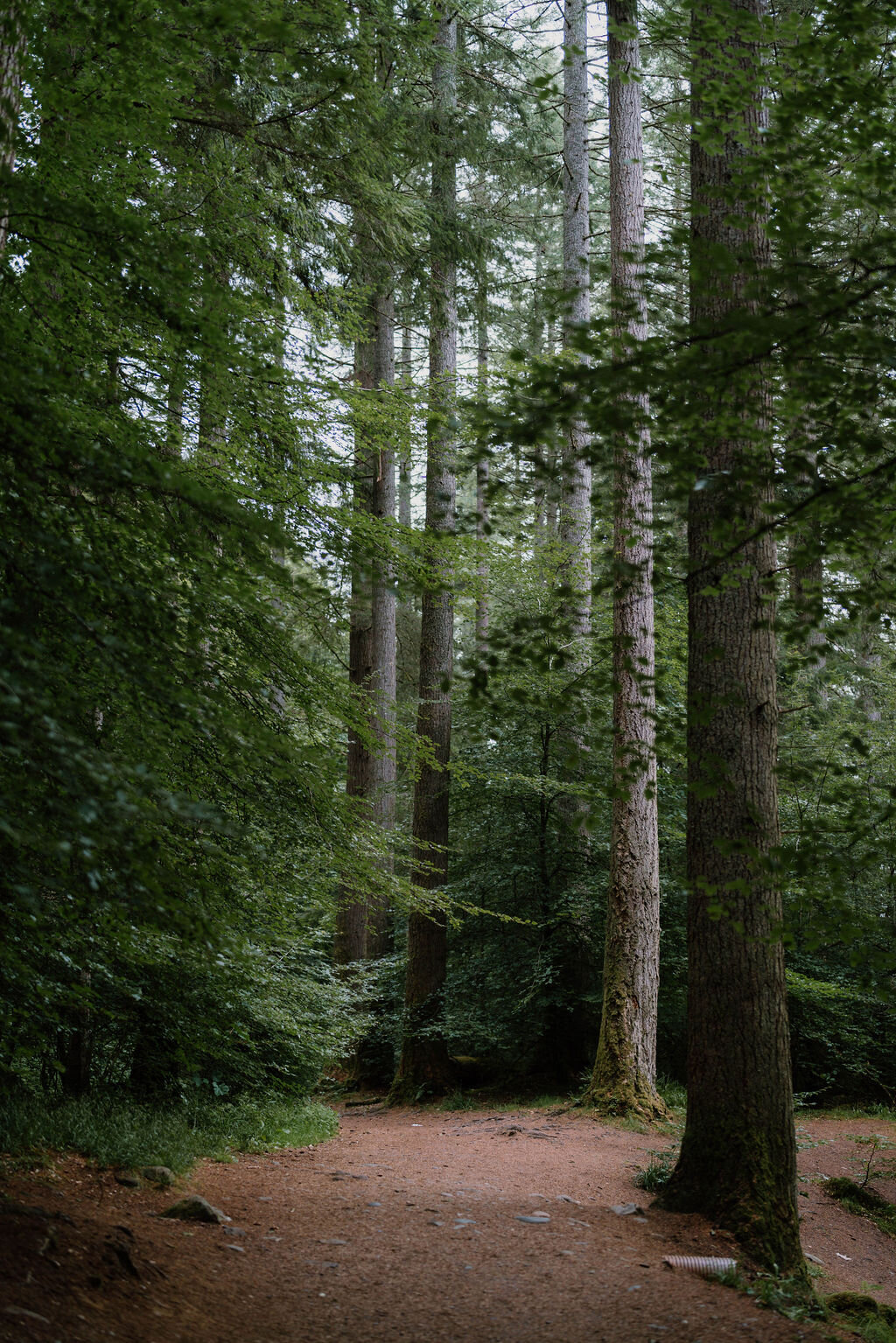 Tall conifers and beech trees rise around a shaded woodland path in Perthshire.