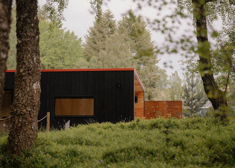 A landscape view of Kin between two birch trunks, its black boards and rusted panels above the blaeberry, spruce behind.